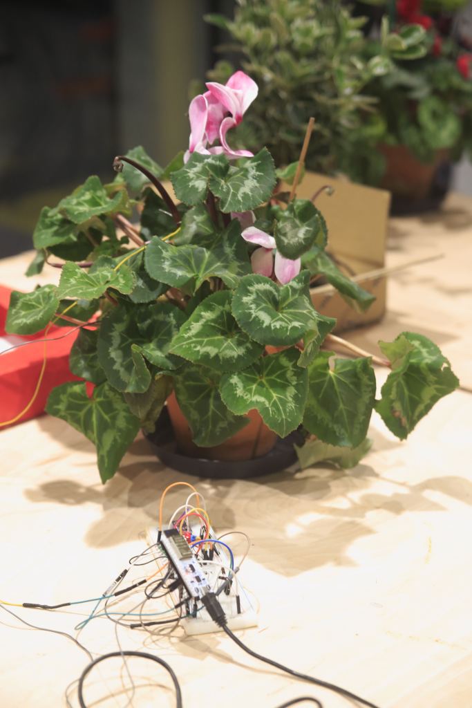 Une plante branchée sur le dispositif.